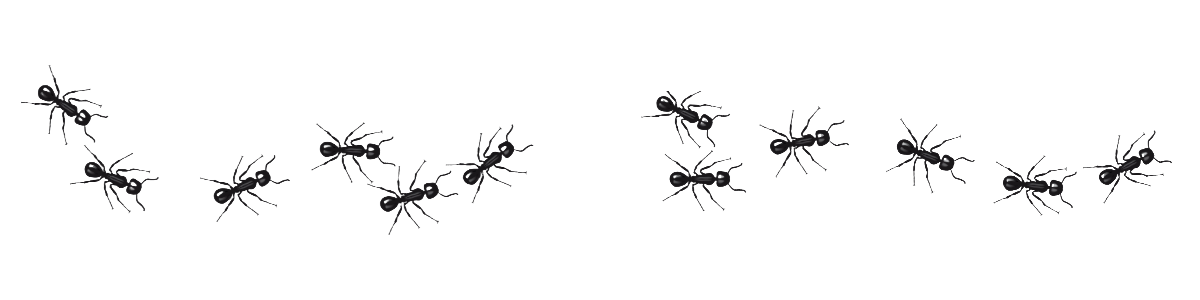 ants marching