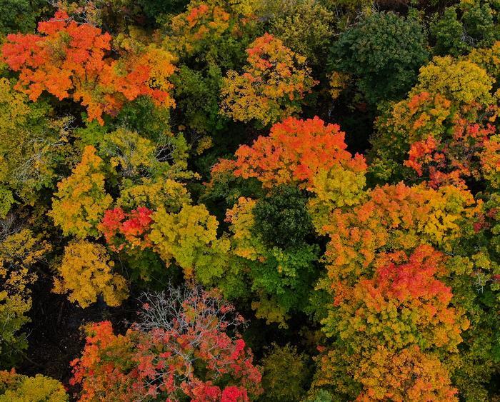 Drone picture of fall leaves