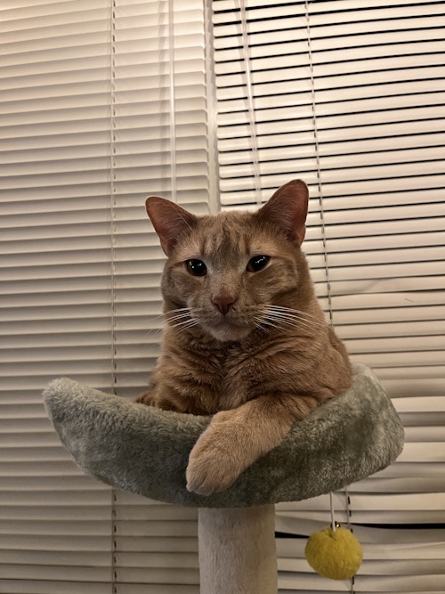 Sammi's cat