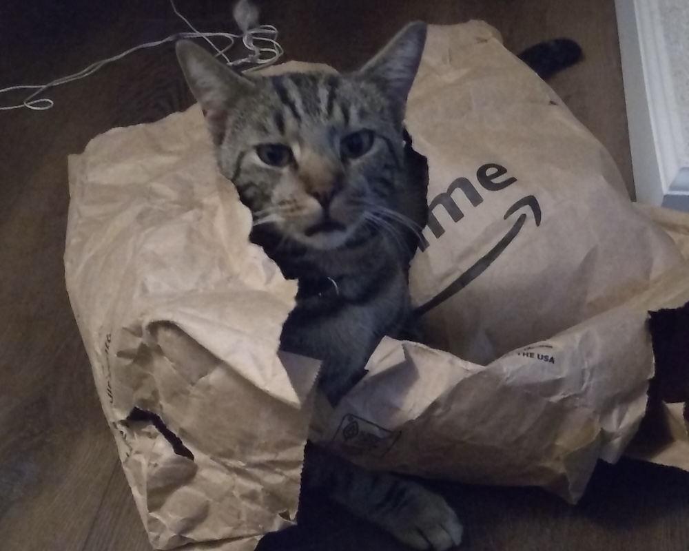 Tabby