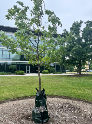 memorial trees