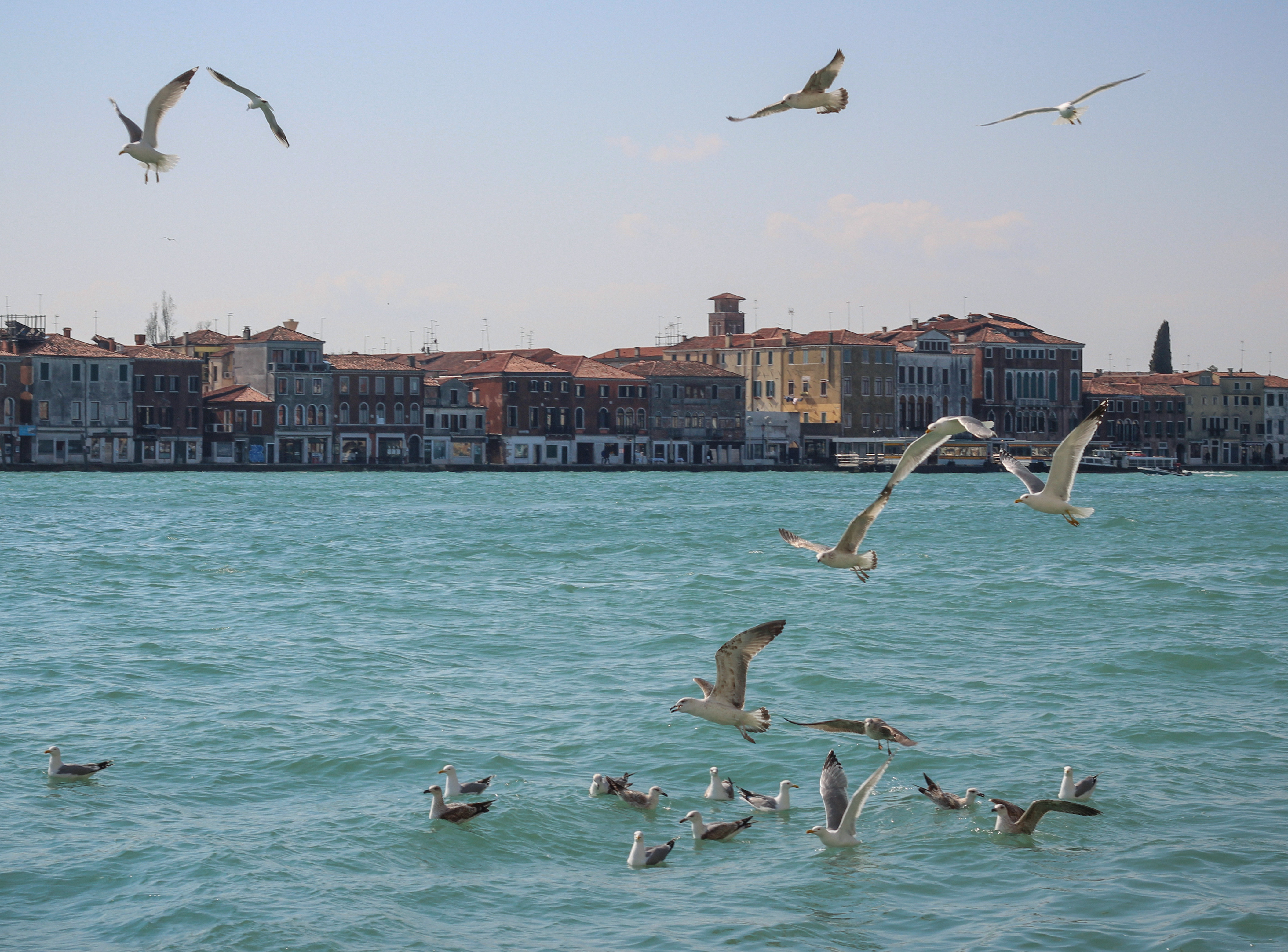 seagulls in Venice