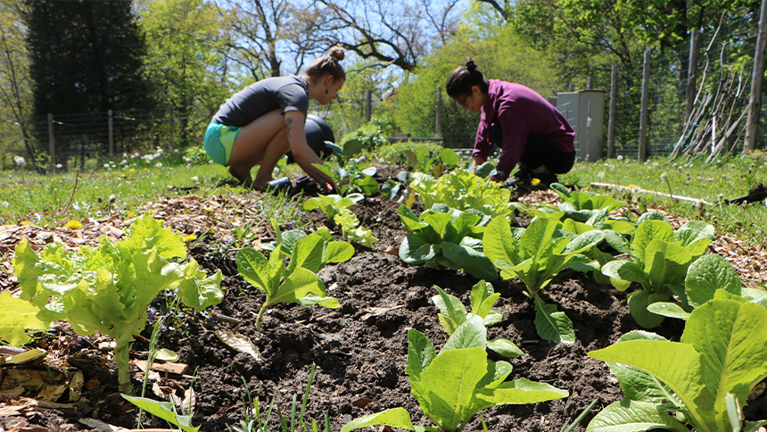students working in a garden