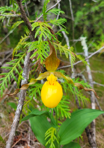 yellow lady slipper flower