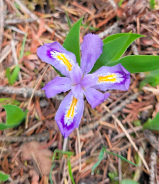 wild iris in situ