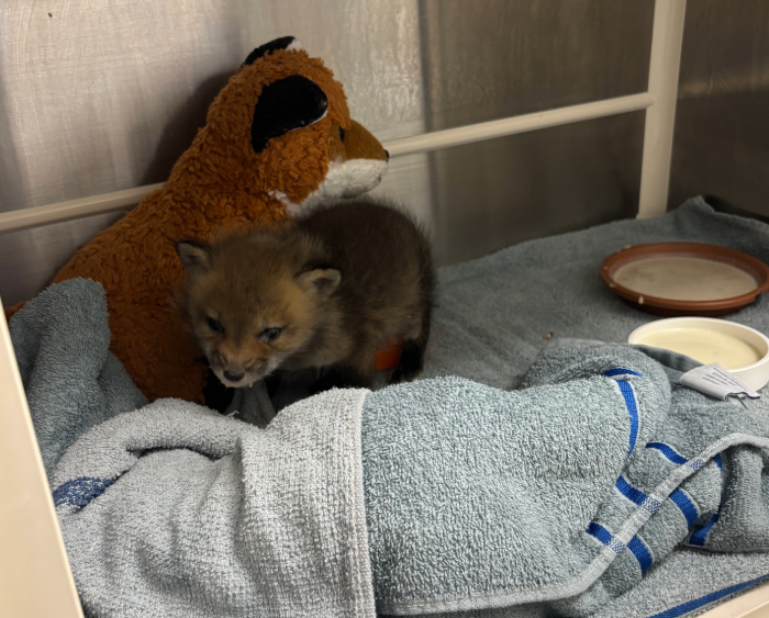 baby fox kit