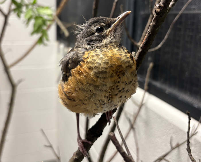baby animal in need of rehab