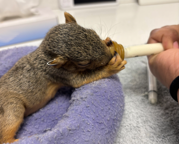 squirrel