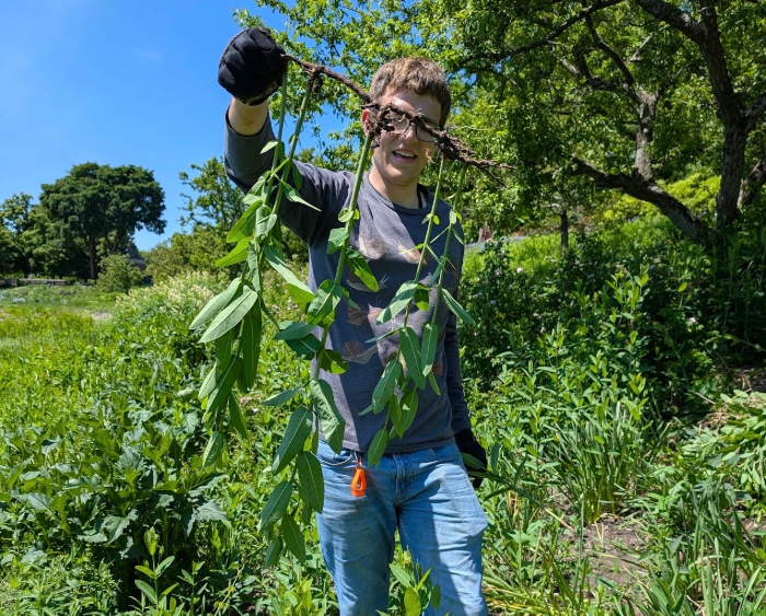 will with invasives