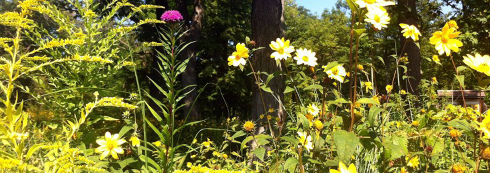 Prairie flowers in bloom