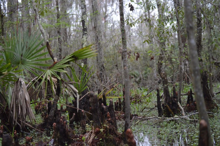 Cypress Swamp on Coquille Trail