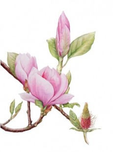 The Society of Botanical Artisits