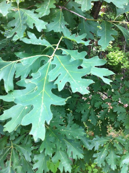 white oak leaf