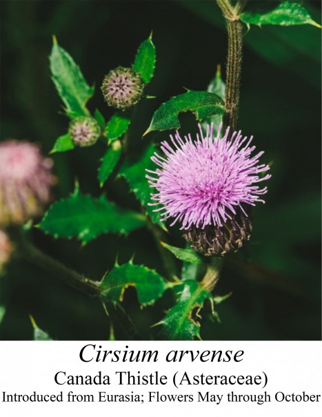 Canada Thistle (Cirsium arvense)