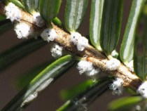 The Hemlock Woolly Adelgid