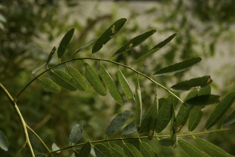 Amorpha fruticosa leaf