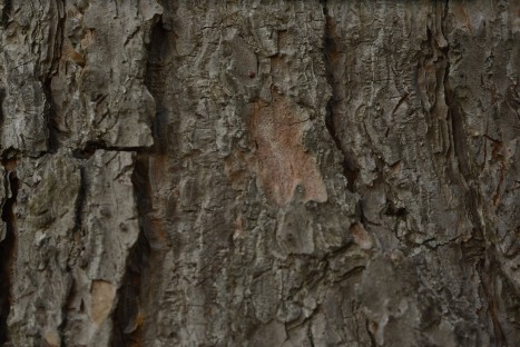 Pinus sylvestris bark