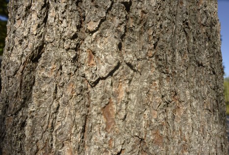 Pinus strobus ﻿bark