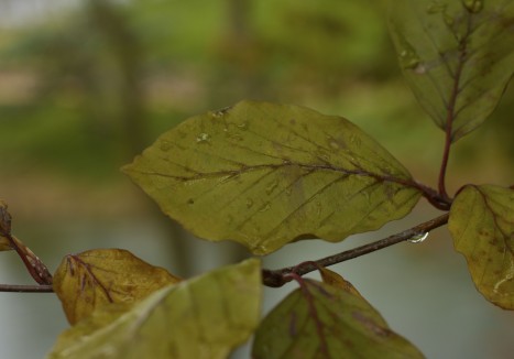 Fagus sylvatica leaf and bud