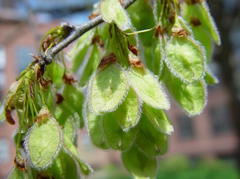 Ulmus americana fruit