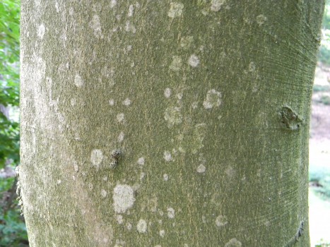 Fagus sylvatica bark