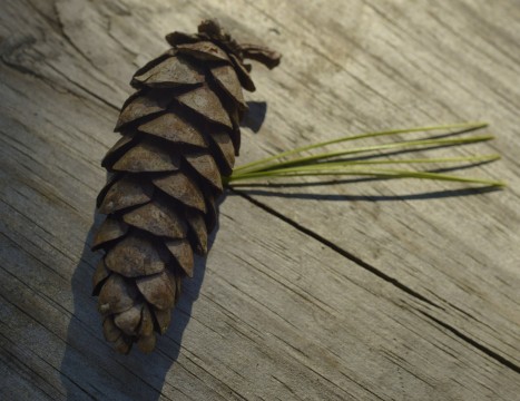 Pinus strobus﻿ needles and cone