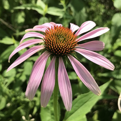 Echinacea purpurea