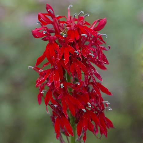Lobelia cardinalis 
