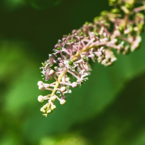 Phytolacca americana flowers