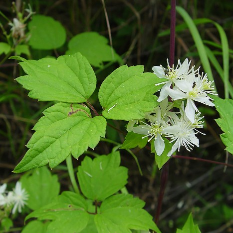 Clematis virginiana
