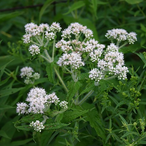 Eupatorium perfoliatum