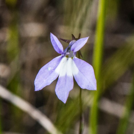 Lobelia kalmii