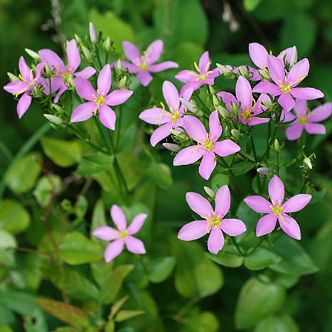 Sabatia angularis