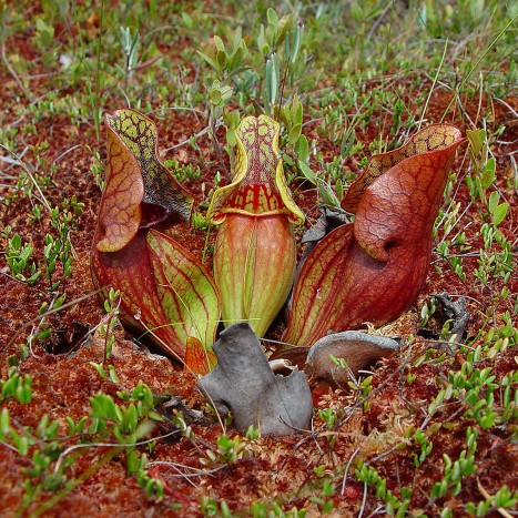 Sarracenia purpurea