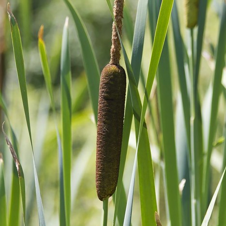 Typha latifolia