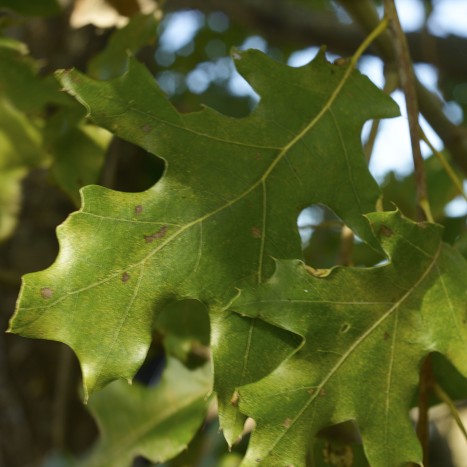 Quercus velutina leaf