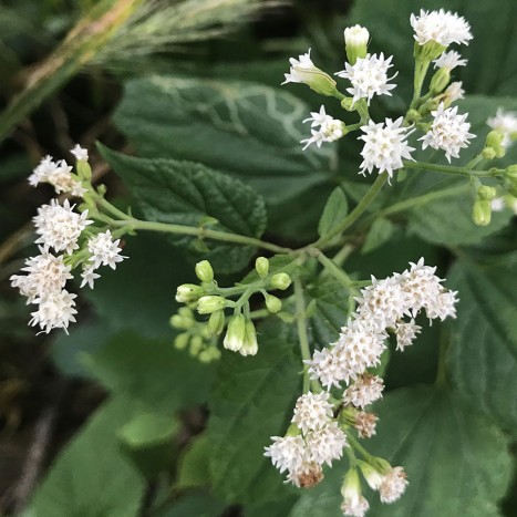 Ageratina altissima