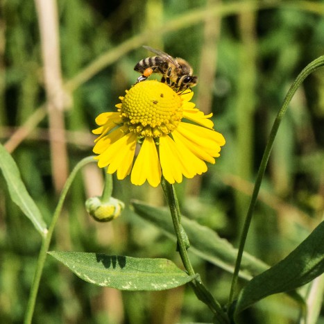 Helenium autumnale