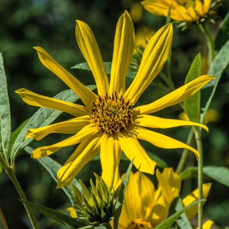 Helianthus grosseserratus