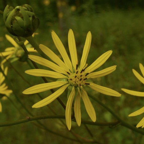 Silphium terebinthinaceum