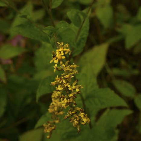 Solidago ulmifolia