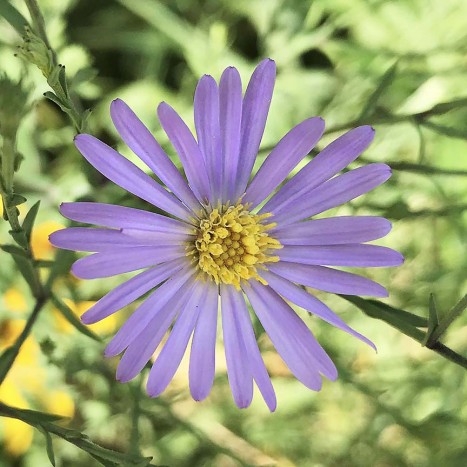 Symphyotrichum laeve