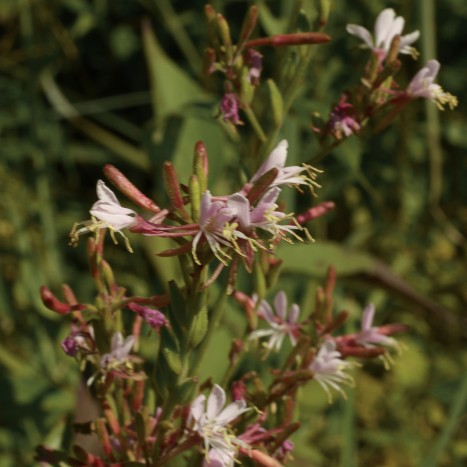 Epilobium leptophyllum