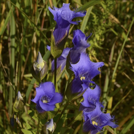 Gentianopsis crinita