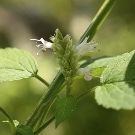 Agastache scrophulariifolia