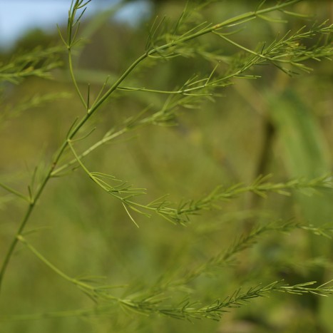 Asparagus officinalis