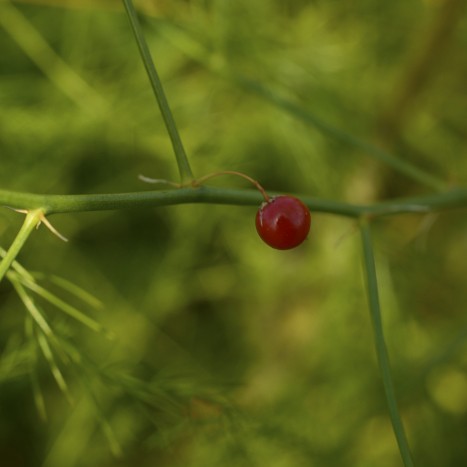 Asparagus officinalis fruit