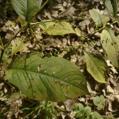 Persicaria virginiana