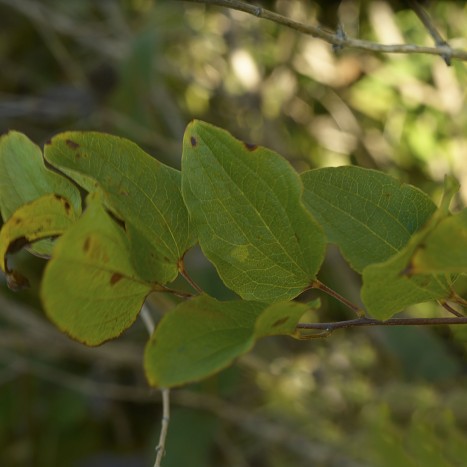 Smilax lasioneura ﻿leaves