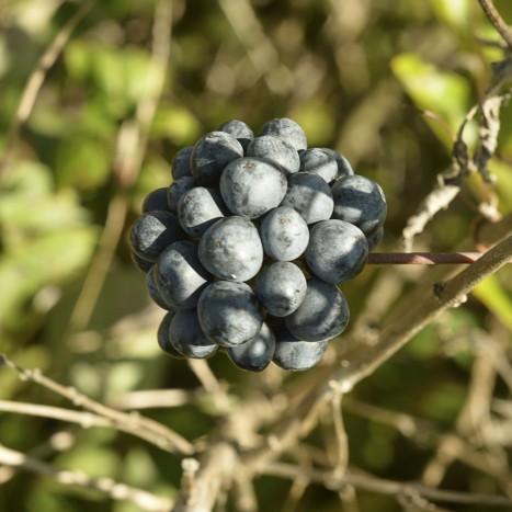 Smilax lasioneura ﻿berries